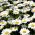 Semillas de margarita de ojo de buey - Chrysanthemum leucanthemum - Leucanthemum vulgare syn. Chrysanthemum leucanthemum