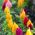 Lav Celosia plumosa - Celosia argentea var. plumosa nana - Strålende farver, sommerlang skønhed - Friske frø