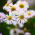 Daisy Fleabane - Blue Variety - Erigeron speciosus - 700 seeds