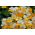 Nemesia 'Carnival Mix' seemned - Nemesia strumosa - 1500 seemet - Nemezis strumosa