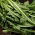 Cikória "Spadona"; Radicchio - 2880 mag - Cichorium intybus ‘Spadona' - magok