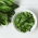 Sorrel - 2400 biji - Rumex acetosa