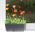 Ghiveci de flori dreptunghiulare cu farfurie - Ratolla - 29 x 12 cm - Alb - 