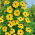 Susanne med det sorte øje - gul - 17 frø - Thunbergia alata