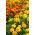 Studentenblume - Mischung - Tagetes patula - Ein echter Blickfang, schützt vor Schädlingen - Samen