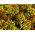 Studentenblume - Mischung - Tagetes patula - Ein echter Blickfang, schützt vor Schädlingen - Samen