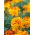 Studentenblume - Mischung - Tagetes patula - Ein echter Blickfang, schützt vor Schädlingen - Samen