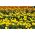 Rose d'Inde - Mélange - Tagetes erecta - Idéal pour bordures et grands massifs - Graines fraîches
