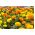 Rose d'Inde - Mélange - Tagetes erecta - Idéal pour bordures et grands massifs - Graines fraîches
