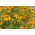 Aksamitník jemnolistý - směs - Tagetes tenuifolia - Odolné a dlouho kvetoucí syté barvy - Čerstvá semena