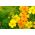 Aksamitník jemnolistý - směs - Tagetes tenuifolia - Odolné a dlouho kvetoucí syté barvy - Čerstvá semena