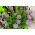 Astro alpino - Miscuglio - Aster alpinus - Fiori versatili per giardini rocciosi - Semi Freschi