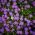 Astro alpino - Miscuglio - Aster alpinus - Fiori versatili per giardini rocciosi - Semi Freschi