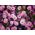 Astro alpino - Miscuglio - Aster alpinus - Fiori versatili per giardini rocciosi - Semi Freschi