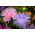 Cina kurcaci aster "Bintang Teisa" - 150 biji - Callistephus chinsensis Teisa Stars