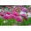 Cina kurcaci aster "Bintang Teisa" - 150 biji - Callistephus chinsensis Teisa Stars