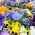 Viola del pensiero gigante - Miscuglio - Viola × wittrockiana - Petali grandi decorativi e commestibili - Semi Freschi
