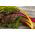 Snijbiet - gemengd - 40 zaden - Beta vulgaris