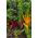 Snijbiet - gemengd - 40 zaden - Beta vulgaris