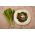 Cikória "Spadona"; Radicchio - 2880 mag - Cichorium intybus ‘Spadona' - magok