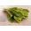 Cikória "Spadona"; Radicchio - 2880 mag - Cichorium intybus ‘Spadona' - magok