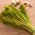Cikória "Spadona"; Radicchio - 2880 mag - Cichorium intybus ‘Spadona' - magok