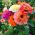Сцабиоса фловеред зинниа - мик - 120 семена - Zinnia elegans scabiosaeflora