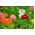 Cactus zinnia - biji campuran - 120 biji - Zinnia elegans cactaflora - benih