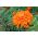 Cactus zinnia - biji campuran - 120 biji - Zinnia elegans cactaflora - benih