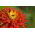 Cactus zinnia - biji campuran - 120 biji - Zinnia elegans cactaflora - benih