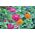 Cactus zinnia - biji campuran - 120 biji - Zinnia elegans cactaflora - benih