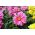 Garden dahlia - semi-double blomst variasjon mix - 120 frø - Dahlia variabilis