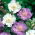 Caucazian flori - selecție varietate; pincushion floare, scabioză caucaziană - 21 semințe - Scabiosa caucasica