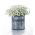 Floarea miresei perene - Gypsophila paniculata - Inflorescențe cu pene, ideale pentru buchete - Semințe proaspete
