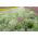 Floarea miresei perene - Gypsophila paniculata - Inflorescențe cu pene, ideale pentru buchete - Semințe proaspete