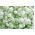 Floarea miresei perene - Gypsophila paniculata - Inflorescențe cu pene, ideale pentru buchete - Semințe proaspete