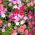 Kínai szegfű - színkeverék - Dianthus chinensis - Hosszan tartó illatos virágok szegélyekhez - Friss vetőmagok