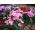 Kínai szegfű - színkeverék - Dianthus chinensis - Hosszan tartó illatos virágok szegélyekhez - Friss vetőmagok