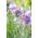 Œillet Mignardise - mélange de variétés - 140 graines - Dianthus plumarius