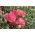 Kerti szegfű - Szabo - színkeverék - 275 magok - Dianthus caryophyllus