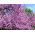 ユダの木の種子 -  Cercis siliquastrum - シーズ
