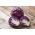 Red Cabbage - Koda - Crisp Texture and Bold Color for Winter Harvest! - Fresh Seeds