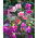 Clarkia elegans - Miscuglio - Fioriture arricciate e attraenti per giardini estivi - Semi Freschi