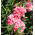 Clarkia elegans - Miscuglio - Fioriture arricciate e attraenti per giardini estivi - Semi Freschi