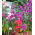 Clarkia elegans - Miscuglio - Fioriture arricciate e attraenti per giardini estivi - Semi Freschi