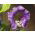 Cobaea scandens - Miscuglio - Rampicante a crescita rapida per recinzioni rigogliose - Semi Freschi