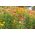 Siempreviva - variada - Helichrysum bracteatum - Flores brillantes, ideales para ramos secos - Semillas frescas