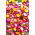Siempreviva - variada - Helichrysum bracteatum - Flores brillantes, ideales para ramos secos - Semillas frescas
