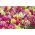 Dwarf Snapdragon - Mixed - Antirrhinum majus - Charming and Compact Blooms for Containers - Fresh Seeds