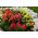 Dwarf Snapdragon - Mixed - Antirrhinum majus - Charming and Compact Blooms for Containers - Fresh Seeds